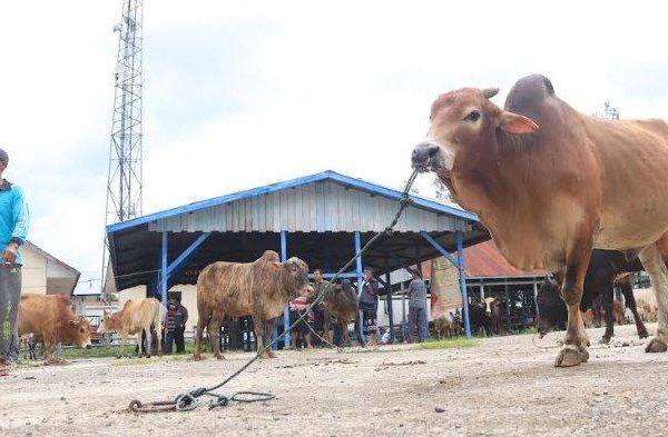 Ternak di Tangan-Tangan Aceh Barat Daya