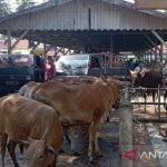 Ternak di Baitussalam Aceh Besar