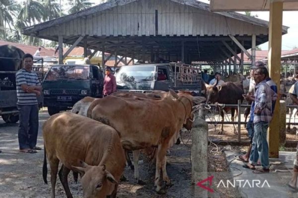 Ternak di Baitussalam Aceh Besar