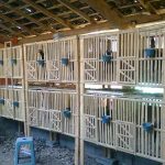 Beternak ayam di pekarangan rumah di Peudada Bireuen