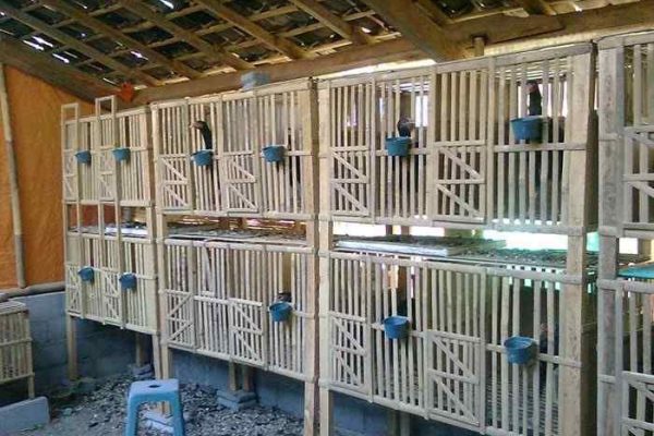 Memanfaatkan lahan pekarangan rumah untuk beternak ayam philipine ...