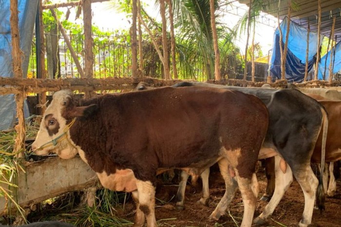 Ternak maggot di Seluma Selatan, Seluma