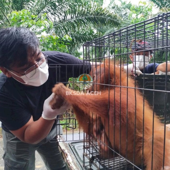 BKSDA Aceh Selamatkan Orang Utan Sumatera Yang Terjebak di Kebun Sawit ...
