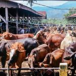 Sapi Ternak Luar Daerah Dilarang Masuk ke Aceh Barat