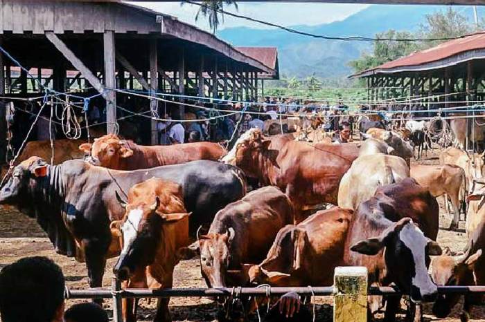 Sapi Ternak Luar Daerah Dilarang Masuk ke Aceh Barat