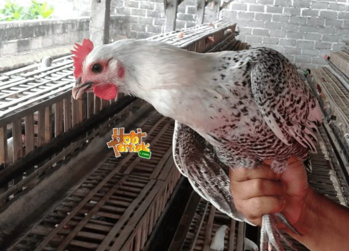 Jual Ayam Arab Usia Baru Saja Menetas dan Beberapa Informasi Mengenai ...