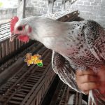 Majlis Dzikir Dan Manaqib Kubro Di Kecamatan Merbau Mataram, Nanang ...