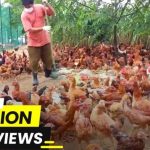 Menuai Untung dengan Beternak Ayam Kampung - BA INDONESIA