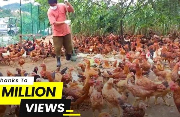 Peluang Usaha Ternak Ayam Kampung Cara Memilih Bibit Yang Tepat