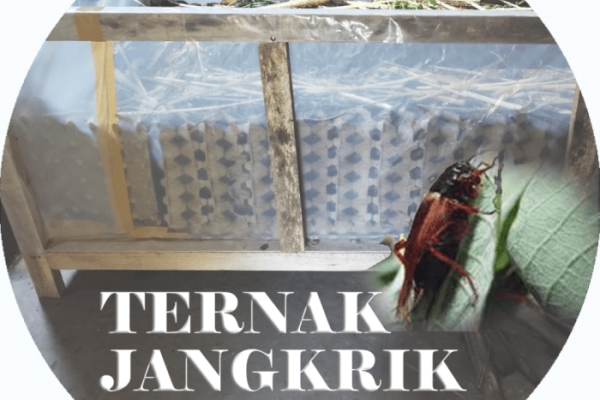 Ternak Jangkrik - BPR MSA Yogyakarta