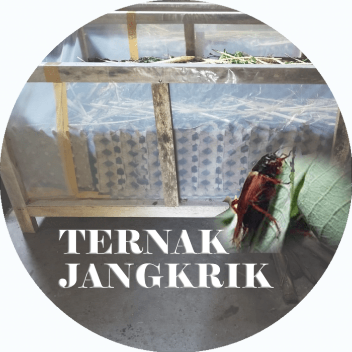 Ternak Jangkrik - BPR MSA Yogyakarta