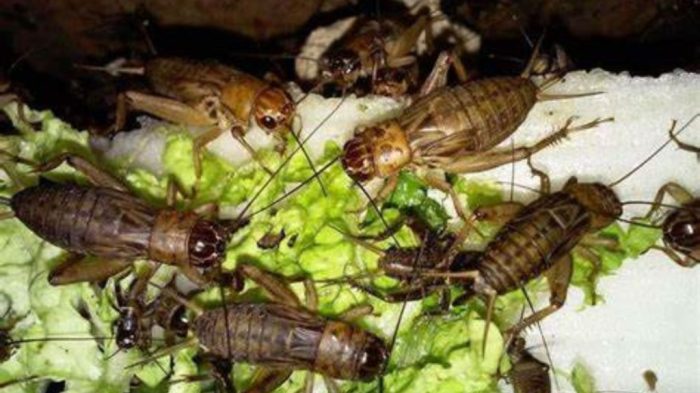 Cara Ternak Jangkrik Modal kecil Untuk Pemula - rekreartive Ternak jangkrik di Juli Bireuen