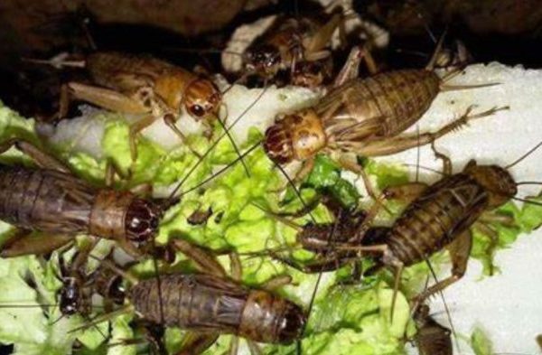 Ternak jangkrik di Rusip Antara, Aceh Tengah