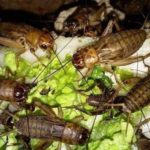 Ternak jangkrik di Bandar Dua, Pidie Jaya