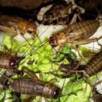 Ternak jangkrik di Bies, Aceh Tengah