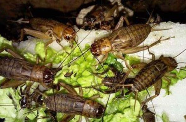 Ternak jangkrik di Bies, Aceh Tengah