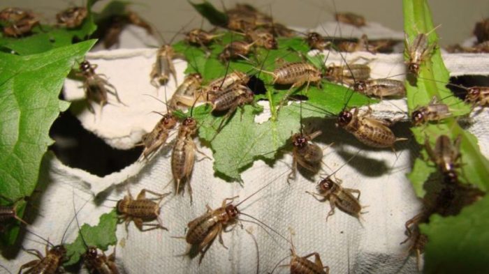 Ternak Jangkrik: Panduan Sukses Bagi Pemula Ternak Jangkrik: Panduan Sukses Bagi Pemula