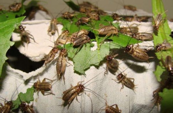 Bisnis Ternak Jangkrik dan Cara Memulainya - KARGOKU.ID