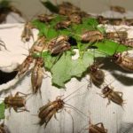 Ternak jangkrik di Kebayakan, Aceh Tengah