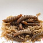 Ternak maggot di Ulok Kupai, Bengkulu Utara