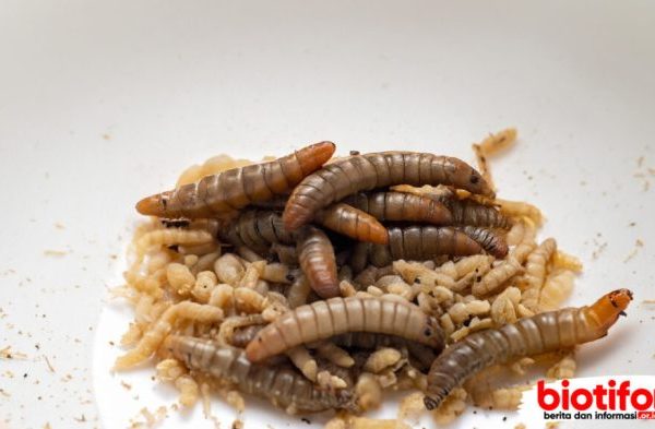 Ternak maggot di XIV Koto, Muko Muko