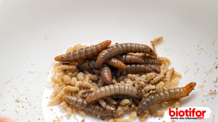 Ternak maggot di XIV Koto, Muko Muko