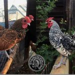 Ayam arab di Batik Nau, Bengkulu Utara