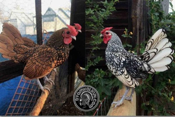 Ayam arab di Batik Nau, Bengkulu Utara