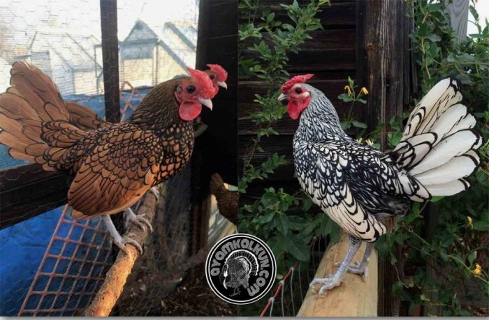 Ayam arab di Batik Nau, Bengkulu Utara