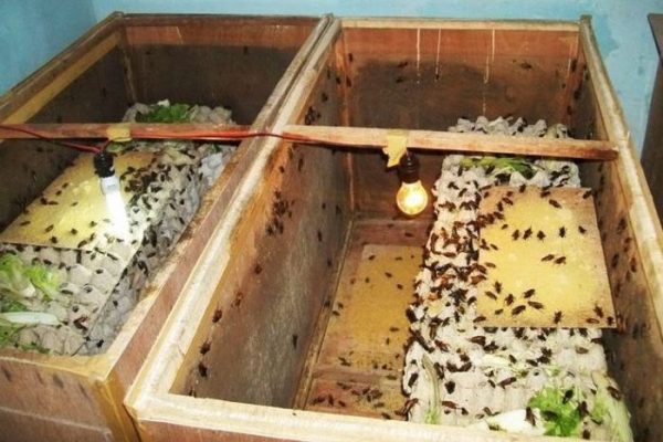 Ternak jangkrik di Geureudong Pase, Aceh Utara