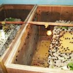 Cara Ternak Jangkrik Modal kecil Untuk Pemula - rekreartive