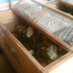 8 Cara Budidaya Jangkrik Bagi Pemula (Panduan Lengkap) - IlmuBudidaya.com