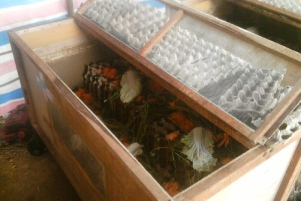 8 Cara Budidaya Jangkrik Bagi Pemula (Panduan Lengkap) - IlmuBudidaya.com