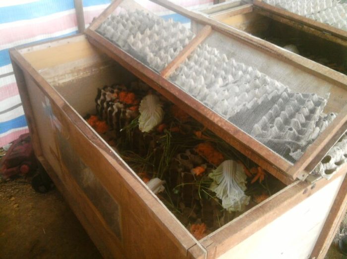 8 Cara Budidaya Jangkrik Bagi Pemula (Panduan Lengkap) - IlmuBudidaya.com 8 Cara Budidaya Jangkrik Bagi Pemula (Panduan Lengkap) - IlmuBudidaya.com