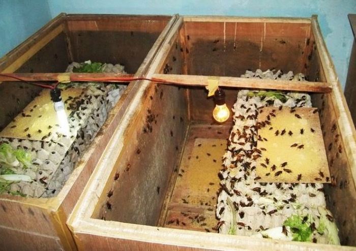 Mengintip Bisnis Ternak Jangkrik yang Menguntungkan Mengintip Bisnis Ternak Jangkrik yang Menguntungkan