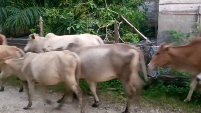 Hewan Peliharaan Banyak Hilang, Kadis Peternakan Aceh Singkil Imbau ... Hewan Peliharaan Banyak Hilang, Kadis Peternakan Aceh Singkil Imbau ...