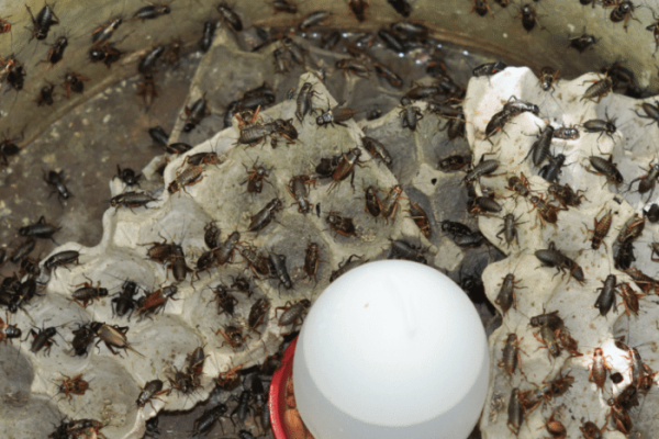 Cara Budidaya Jangkrik dan Tips Pengelolaannya hingga Panen