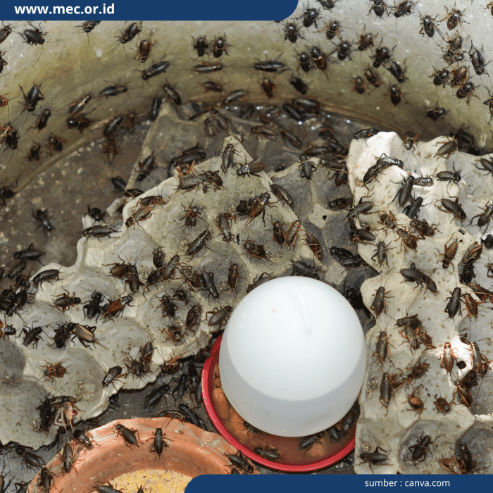 Cara Budidaya Jangkrik dan Tips Pengelolaannya hingga Panen Ternak jangkrik di Singkil Aceh Singkil