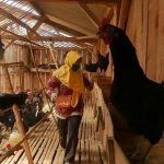 Beternak ayam di pekarangan rumah di Kuala Bireuen