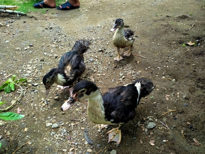 3 Daerah Penghasil Ayam Kampung di Jatim, Populasinya Lebih dari 2 Juta ...