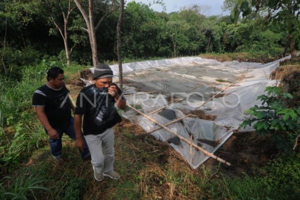 Peternakan ayam kampung di Kemusu, Boyolali