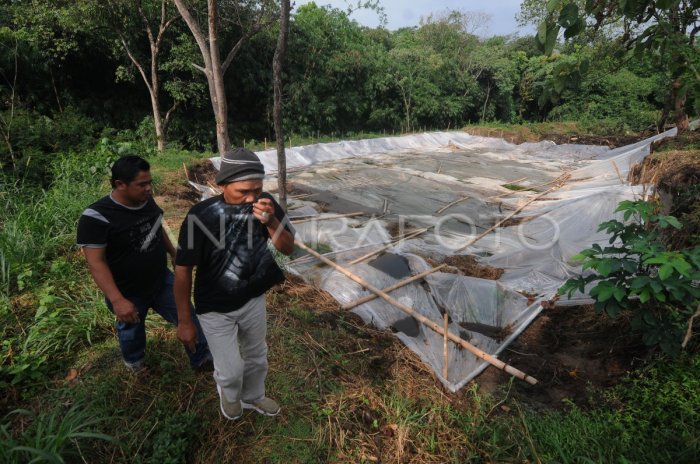 Limbah peternakan ayam di Boyolali | ANTARA Foto Limbah peternakan ayam di Boyolali | ANTARA Foto