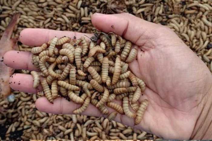 Cara Membuat Pakan Maggot untuk Budidaya Ternak Cara Membuat Pakan Maggot untuk Budidaya Ternak