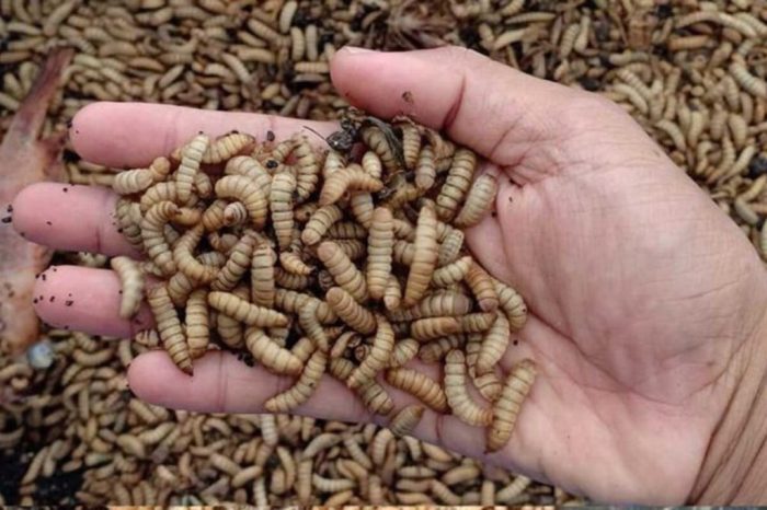 Cara Membuat Pakan Maggot untuk Budidaya Ternak Cara Membuat Pakan Maggot untuk Budidaya Ternak