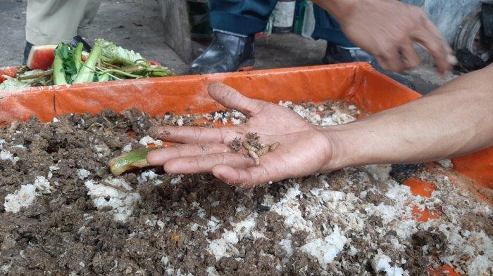 Cara Budidaya Maggot dengan Tepat Hingga Menghasilkan Cuan Cara Budidaya Maggot dengan Tepat Hingga Menghasilkan Cuan