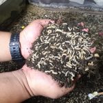 Ternak Maggot Terdekat di Daerah Yogyakarta - Mesin Parut Kelapa