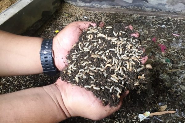 Ternak Maggot Terdekat di Daerah Yogyakarta - Mesin Parut Kelapa