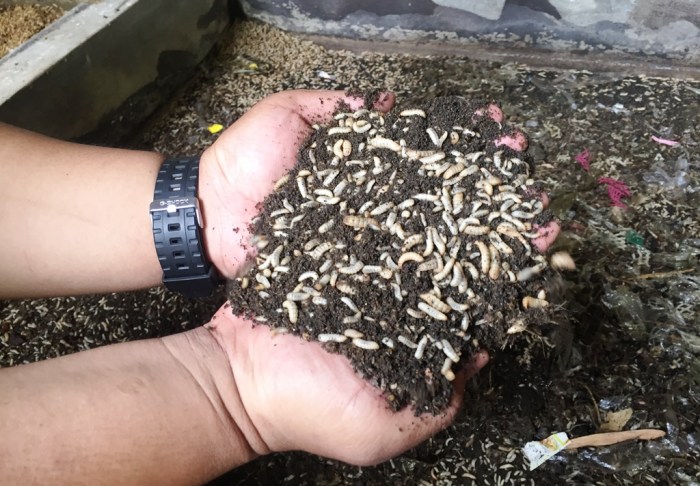 Ternak Maggot Terdekat di Daerah Yogyakarta - Mesin Parut Kelapa Ternak Maggot Terdekat di Daerah Yogyakarta - Mesin Parut Kelapa