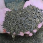 Ternak maggot di Lebong Utara, Lebong