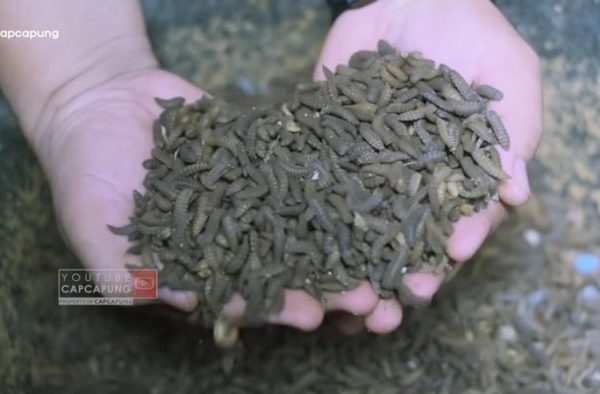 Ternak maggot di Lebong Utara, Lebong